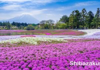 Shibazakura Festival